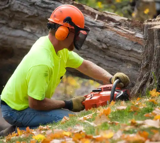 tree services Addis